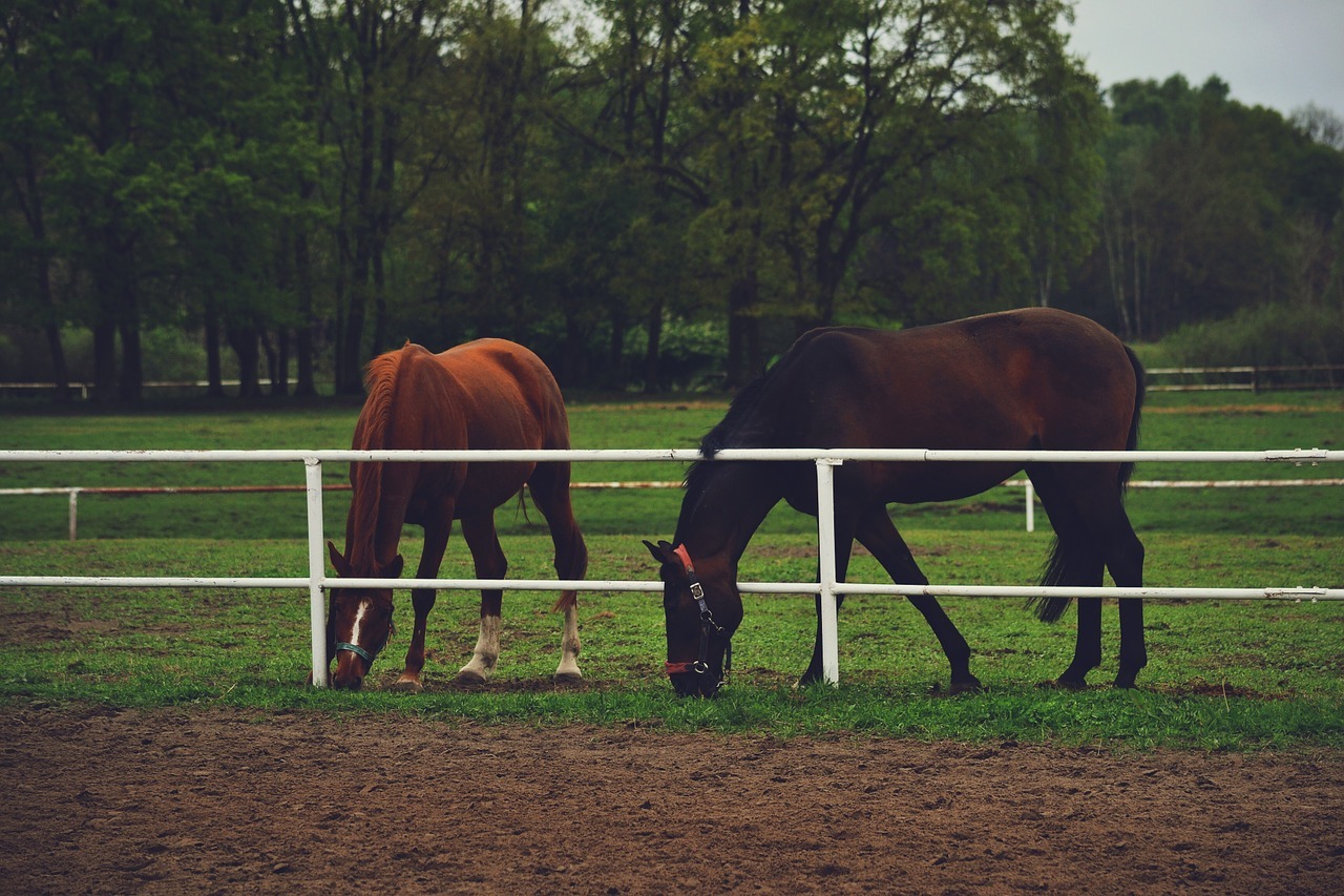 Portofino is ideal for horse enthusiasts. 